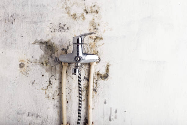Best Local Mold Removal Service  in Hawaiian Paradise Park, HI