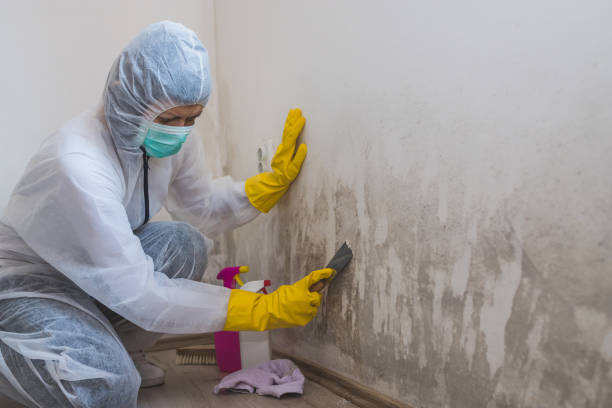 Mold Removal Process in Hawaiian Paradise Park, HI