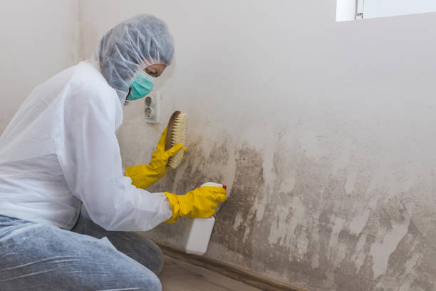 Mold Removal and Inspection in Hawaiian Paradise Park, HI