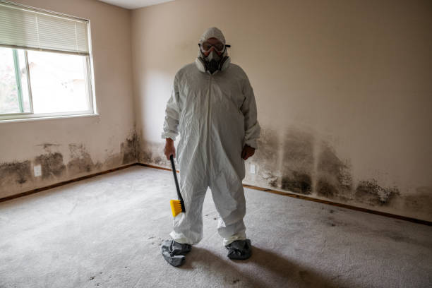 Attic Mold Removal in Hawaiian Paradise Park, HI