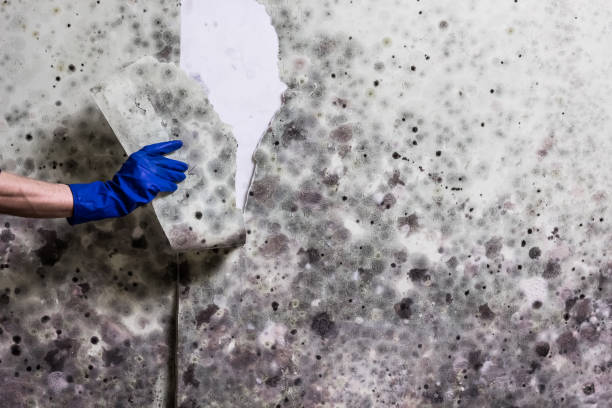 Best Residential Mold Removal  in Hawaiian Paradise Park, HI